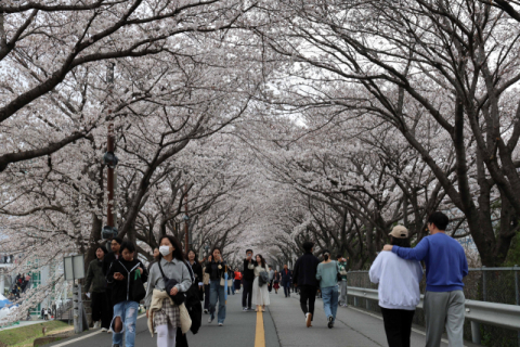 3월 말 열린 ‘2024 물금벚꽃축제’에 8만 명 다녀가